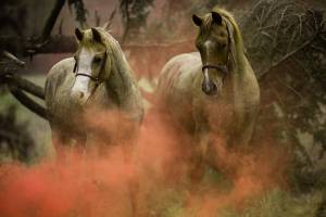 Roland ADOLPHE - Photographie d'un clic